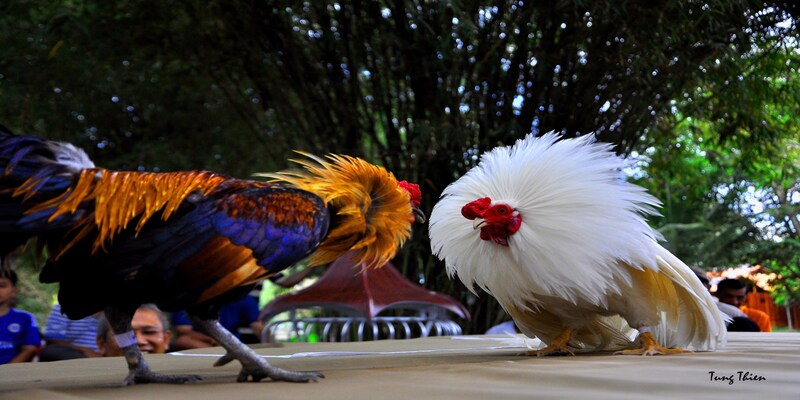 Cộng đồng kê thủ sôi động tại đá gà S8